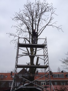 Kastanjeboom van 12mtr hoog